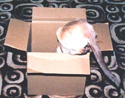 Dracs investigates a suitable box