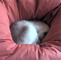 Siamese cat Dracs making a nest in Ann's duvet.