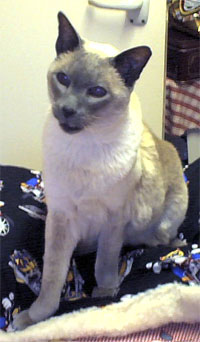 Siamese cat Spock surveying his kingdom from the ironing board.