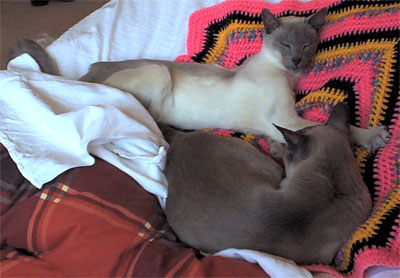Siamese cats Spock and Dracs in their office.