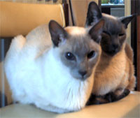 Siamese cats Spock and Dracs in a rare moment of togetherness. outside the bedroom