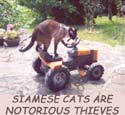 Siamese cats are notorious thieves.
